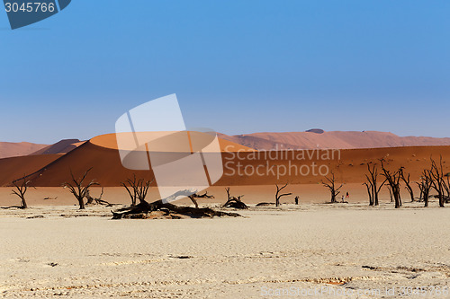 Image of Sossusvlei beautiful landscape of death valley