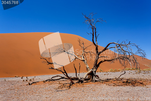 Image of Dune 45 in sossusvlei NamibiaDune 45 in sossusvlei Namibia, view from the top