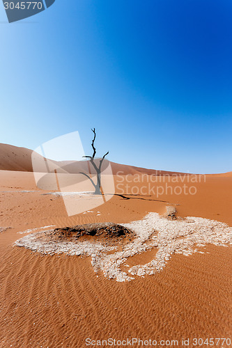 Image of Sossusvlei beautiful landscape of death valley