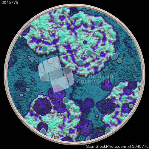 Image of Symmetrical growth of bacteria