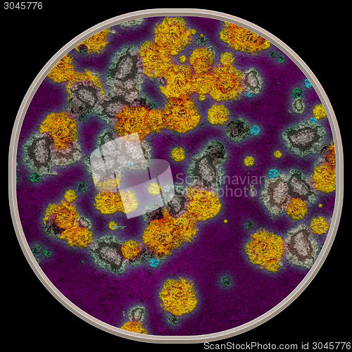 Image of Symmetrical growth of bacteria