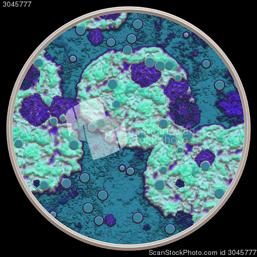 Image of Symmetrical growth of bacteria