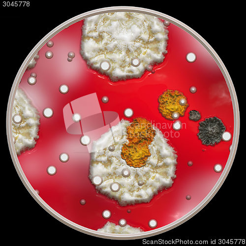 Image of Symmetrical growth of bacteria