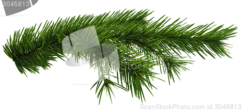 Image of Christmas tree fir branch