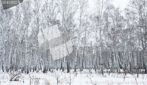 Image of winter forest