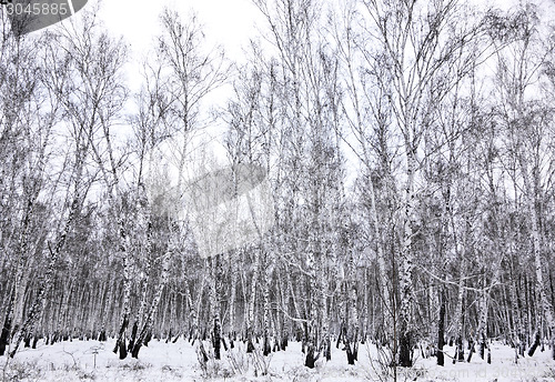 Image of winter forest