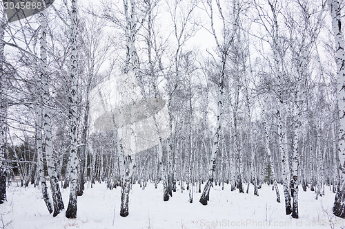 Image of birch forest