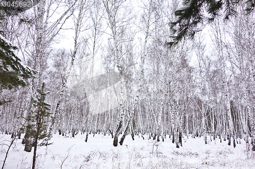 Image of forest