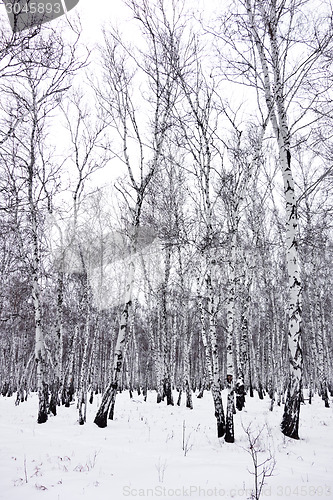 Image of birch forest