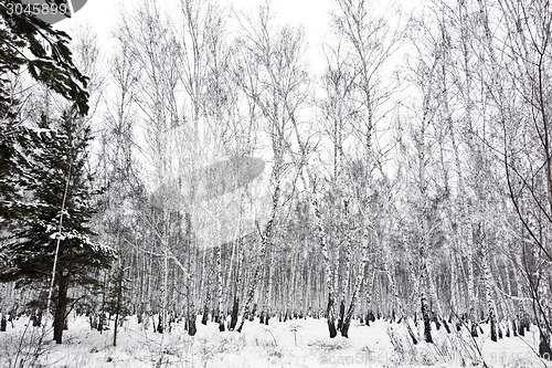 Image of winter forest