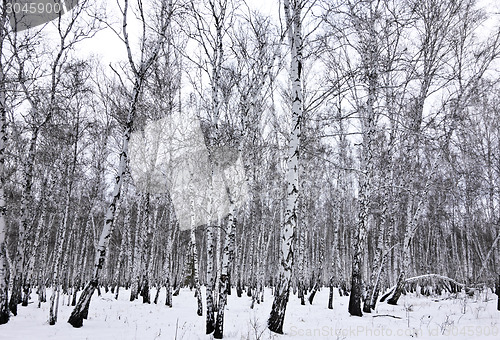 Image of winter forest