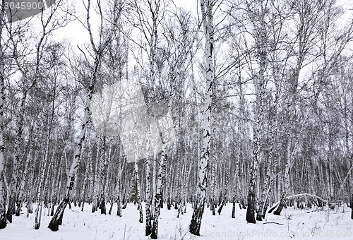 Image of winter forest