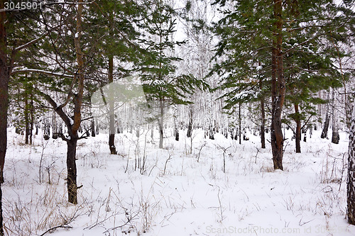 Image of forest