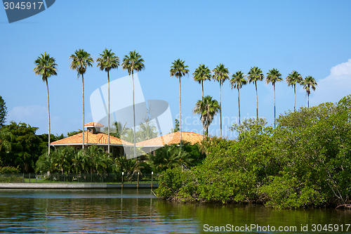 Image of Palm Trees Row