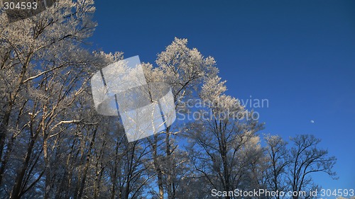 Image of winter panoramic forest