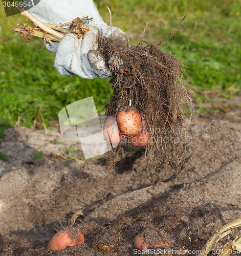 Image of potato harvest