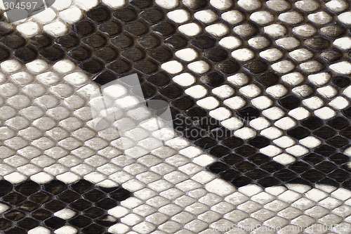 Image of snake skin leather material