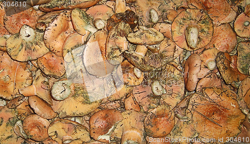 Image of Many orange mushrooms