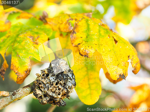 Image of Closeup of fungi growth on oak tree in autumn colors