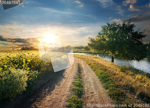 Image of Field of sunflowers near river