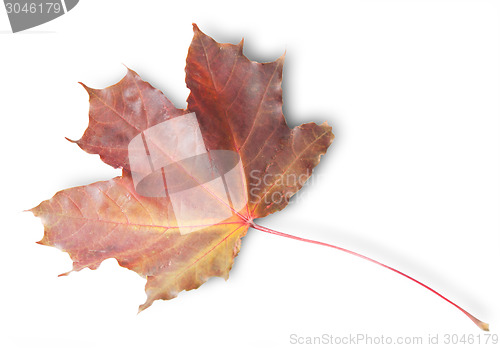 Image of Bordeaux Autumn Maple Leaf