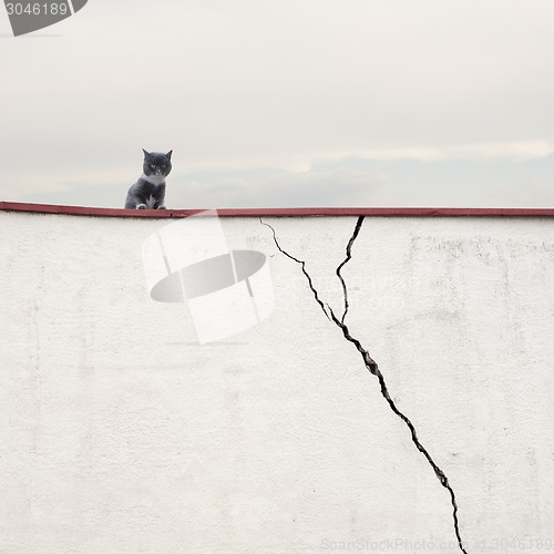Image of Cat sitting on the wall 