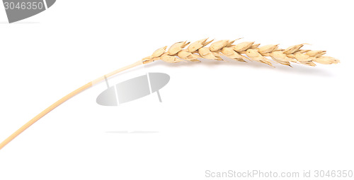 Image of wheat ear