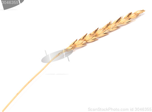 Image of wheat ear 