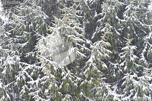 Image of pine trees