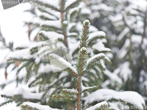 Image of pine tree