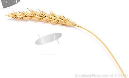 Image of wheat ear