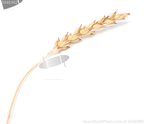Image of wheat ear