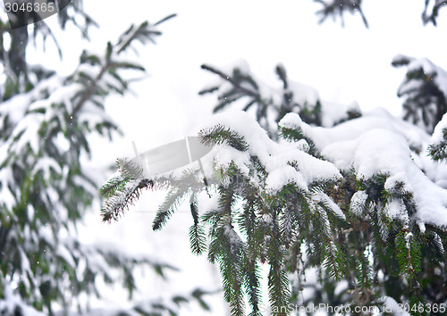 Image of pine tree