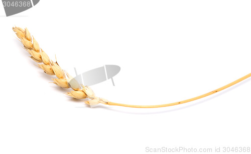 Image of wheat ear