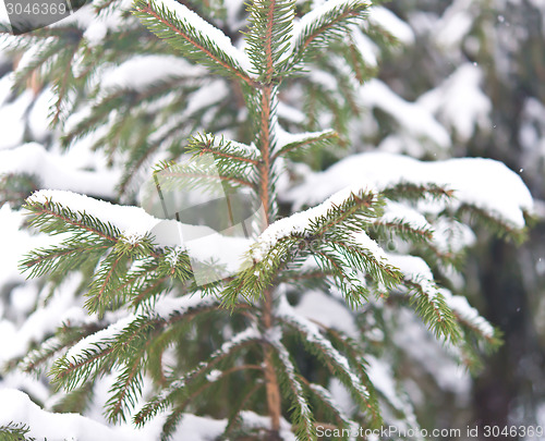Image of pine tree