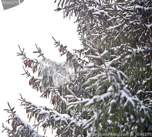 Image of pine tree