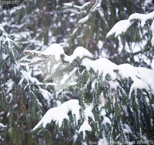 Image of pine tree