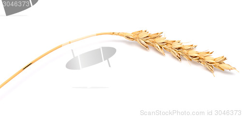 Image of wheat ear