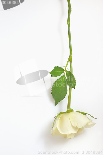 Image of A single white Rose