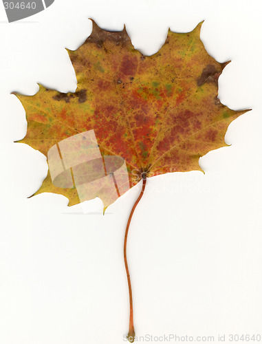 Image of autumnal leaf