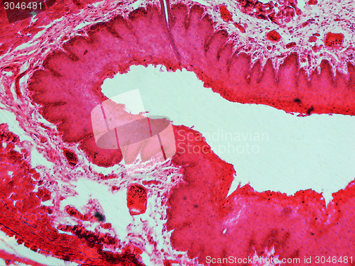 Image of Epithelium micrograph