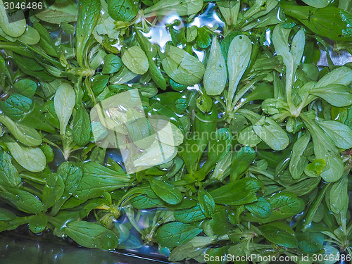 Image of Green salad vegetables