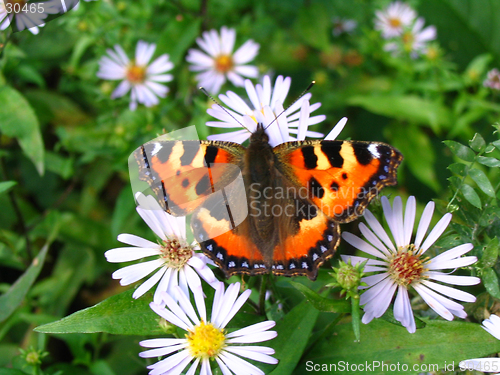 Image of Small tortoiseshell