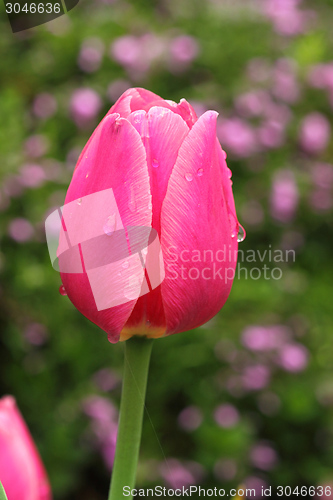 Image of Pink tulip