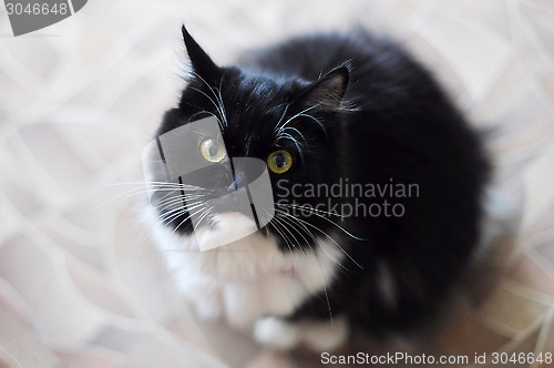 Image of The black-and-white fluffy cat with white moustaches looks in a 