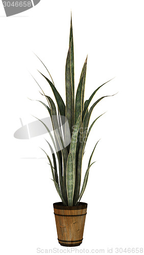 Image of Sansevieria on White