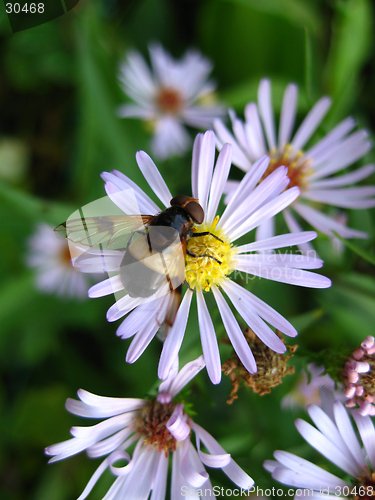 Image of Fly in the Flower