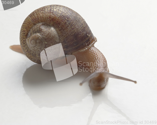 Image of slug - escargot anyone