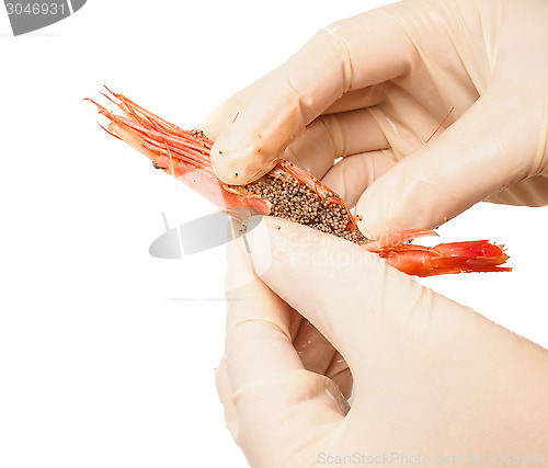 Image of Hands wearing rubber gloves peeling pink boiled shrimp isolated 