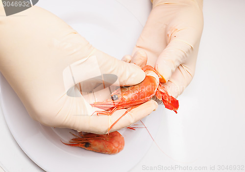 Image of Hands peeling boiled pink shrimp with white rubber gloves 